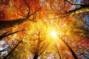 Fall-optometry-eyes-eyewear-eyeglasses-glasses-lenses-blue-light-filter-exposure-eye-fatigue-strain-dry-eye-exams-annual-comprehensive-cee-aee-optometrist-optical-illusions-eye-care-eyecare-vision-optometrist-eye-care-eyecare-opticians-eye-doctor-near-me-cartier-lindberg-chrome-hearts-eyewear-glasses-eyeglasses-sunglasses-frames-polarized-designer-luxury