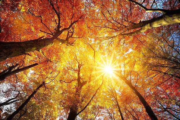 Fall-optometry-eyes-eyewear-eyeglasses-glasses-lenses-blue-light-filter-exposure-eye-fatigue-strain-dry-eye-exams-annual-comprehensive-cee-aee-optometrist-optical-illusions-eye-care-eyecare-vision-optometrist-eye-care-eyecare-opticians-eye-doctor-near-me-cartier-lindberg-chrome-hearts-eyewear-glasses-eyeglasses-sunglasses-frames-polarized-designer-luxury